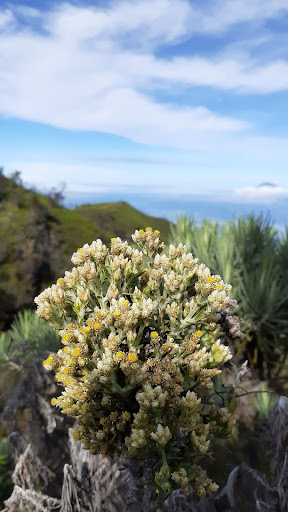 bunga edelweiss